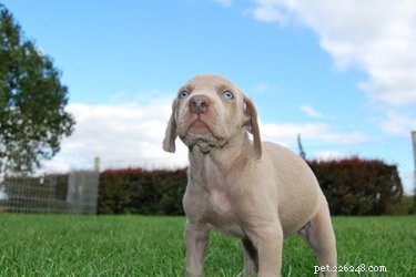 Guidelines for Caring for Your Puppy During Her First Heat Cycle