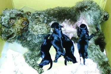 Signs Your Dog Is Pregnant: What to Look For
