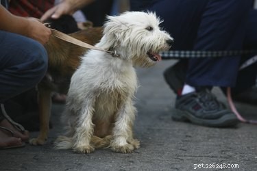 Understanding Why Dogs Drink Urine: Causes, Concerns, and Care Tips