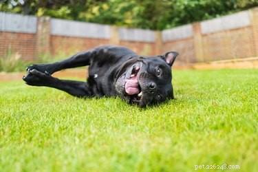 Step-by-Step Guide to Safely Disinfect Your Dog’s Yard
