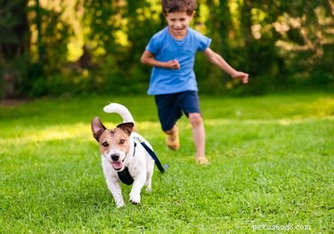 Step-by-Step Guide to Safely Disinfect Your Dog’s Yard