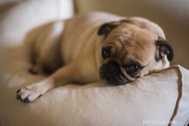 Recognizing Early Signs of a Canine Miscarriage
