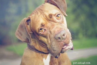 Dry Skin Around Your Dog s Eyes: Causes, Symptoms, and Treatment Options