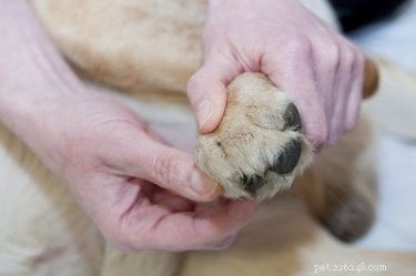 Discover Your Dog s Pressure Points: A Guide to Healthy Acupressure