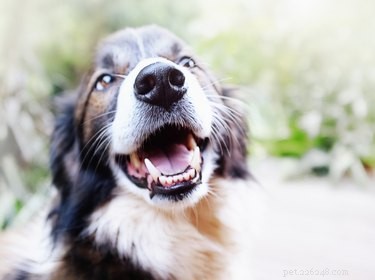 Immediate Relief for Your Dog’s Toothache: Signs, Symptoms, and Quick Home Care
