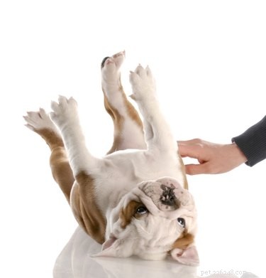 Detecting Canine Pregnancy: A Professional Guide to Uterine Palpation