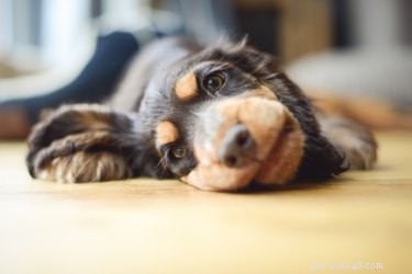 How Quickly Does Puppy Deworming Work? A Guide to Timing and Results