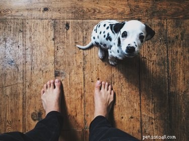 How Quickly Does Puppy Deworming Work? A Guide to Timing and Results