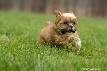 Caring for Your Shih Tzu-Yorkie Mix Puppy: Expert Tips & Tricks