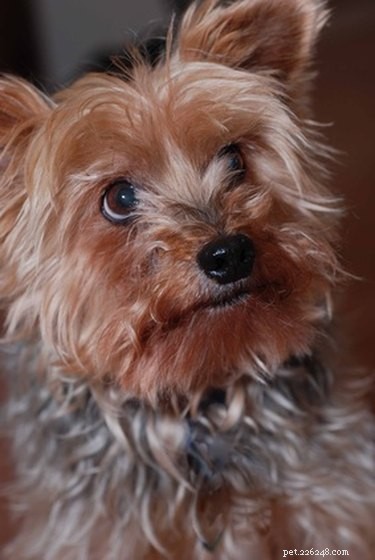 Pregnancy Signs in Yorkshire Terriers: What to Watch For