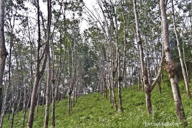Are Rubber Trees Safe for Dogs? Expert Guide on Pet Toxicity