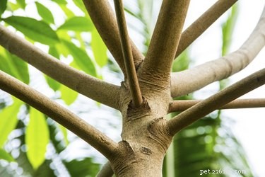 Are Rubber Trees Safe for Dogs? Expert Guide on Pet Toxicity