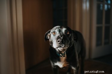 Managing Muscle Pain in Dogs: Safe Treatments & Home Care