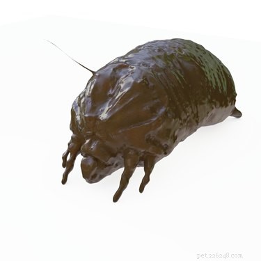 How to Spot Mites on Dogs: Key Signs, Symptoms, and Expert Treatment Advice