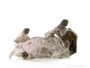 How to Spot Mites on Dogs: Key Signs, Symptoms, and Expert Treatment Advice