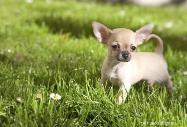 Recognizing Hypoglycemia in Chihuahuas: Key Symptoms & Immediate Care