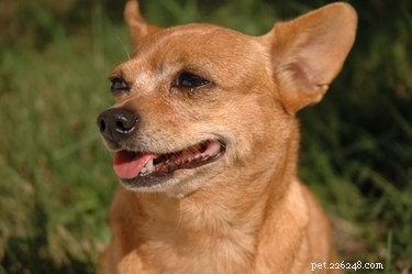 Recognizing Hypoglycemia in Chihuahuas: Key Symptoms & Immediate Care