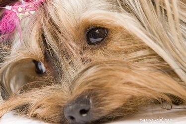 Understanding the Final Stages of Canine Kidney Failure: Symptoms, Diagnosis, and Care