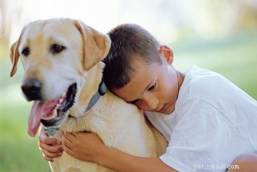 Understanding the Final Stages of Canine Kidney Failure: Symptoms, Diagnosis, and Care