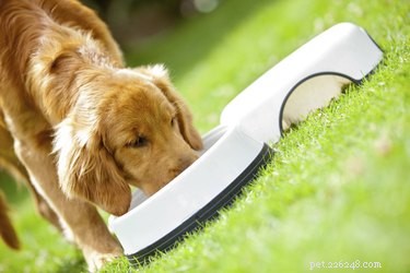 Boost Your Dog’s Coat: Proven Tips for Faster Hair Growth