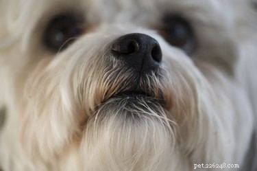 Effective Ways to Relieve a Dog’s Stuffy Nose