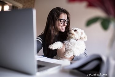 Key Signs Your Female Dog Is Ending Her Heat Cycle – What to Observe