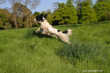 Do Rimadyl and Other Canine Medications Expire? Understanding Shelf Life & Safety