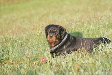 How to Spot a Pregnant Rottweiler: Key Signs & Care Tips