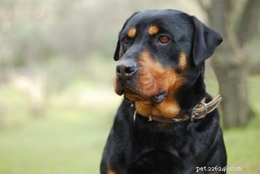 How to Spot a Pregnant Rottweiler: Key Signs & Care Tips