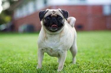 Recognizing Pregnancy in Pug Dogs: Key Signs & Symptoms