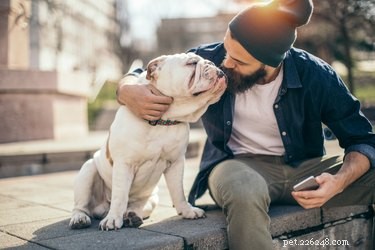 Understanding the Stages of Pregnancy in Your Bulldog: A Caregiver’s Guide