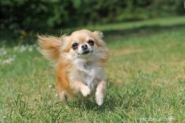 How to Spot Pregnancy and Labor Signs in Your Chihuahua
