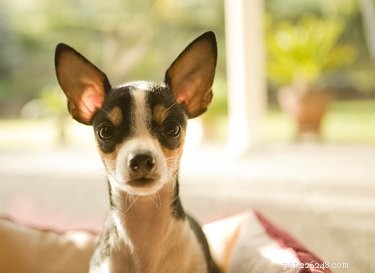 How to Spot Pregnancy and Labor Signs in Your Chihuahua