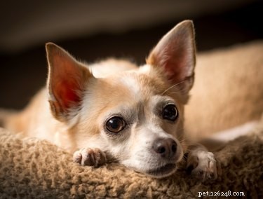 How to Spot Pregnancy and Labor Signs in Your Chihuahua