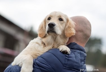 Understanding Canine Ear Hair Loss: Causes, Symptoms & Treatments