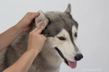 Understanding Canine Ear Hair Loss: Causes, Symptoms & Treatments