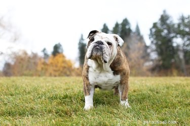 What Causes a Swollen Lip in Dogs? Recognize and Treat the Top Risks
