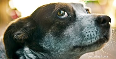 The Psychological Impact of Abuse on Dogs: Understanding and Healing