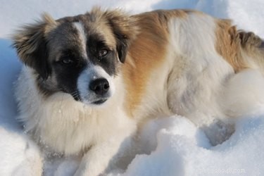 Beneful Feeding Guide: Portion Sizes for Your Dog