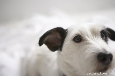 When to Vaccinate Your Dog with Bordetella Before Boarding: A Practical Guide