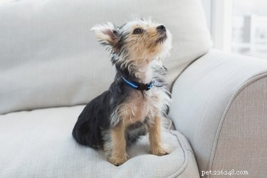 Optimal Age for Spaying Your Dog: What You Need to Know