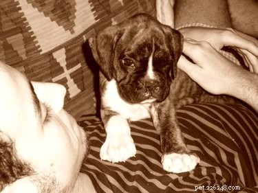 Daily Pregnancy Indicators for Boxer Dogs: A Guide for Owners