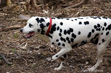Essential Post‑Surgery Care for Dogs with Bladder Stones