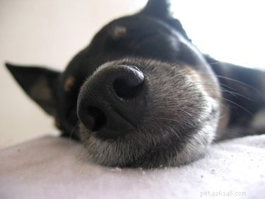 Understanding the Causes of Bloody Diarrhea in Dogs Post‑Anesthesia