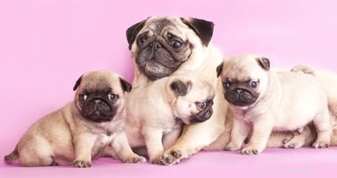 How to Safely Assist a Pug During Puppy Birth