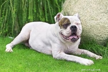 Expert Guide: Safely Rehydrating a Dehydrated Dog