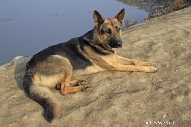 Expert Guide: Safely Rehydrating a Dehydrated Dog