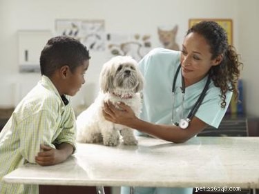 Expert Guide: Safely Rehydrating a Dehydrated Dog