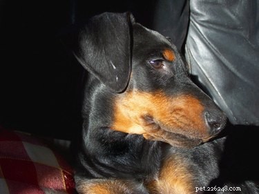Effective Home Treatments for Dog Itchy Hot Spots: Safe, Natural Relief