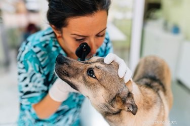 Recognizing Eye Cancer Symptoms in Dogs: A Guide for Pet Owners